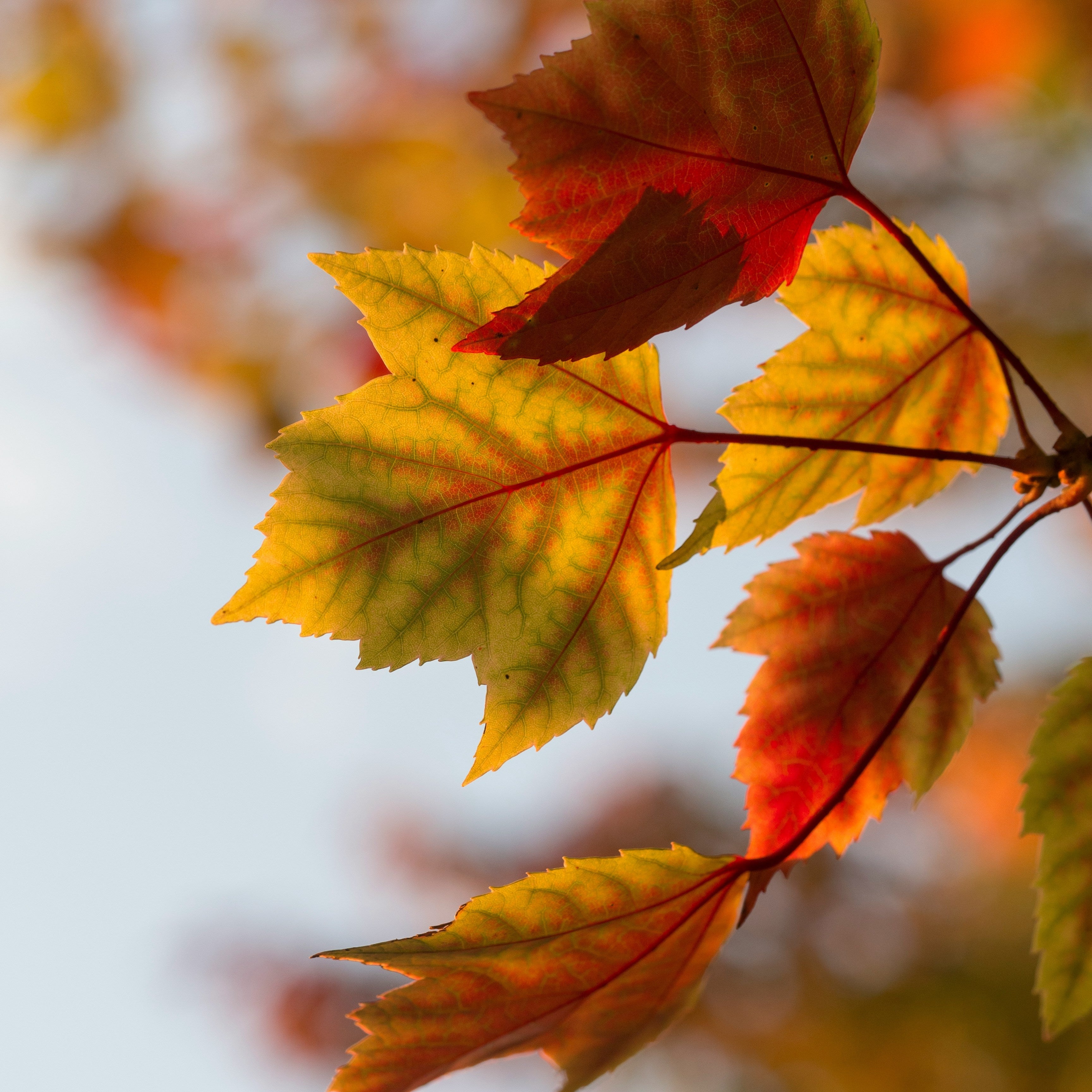 Autumn Leaves Candle