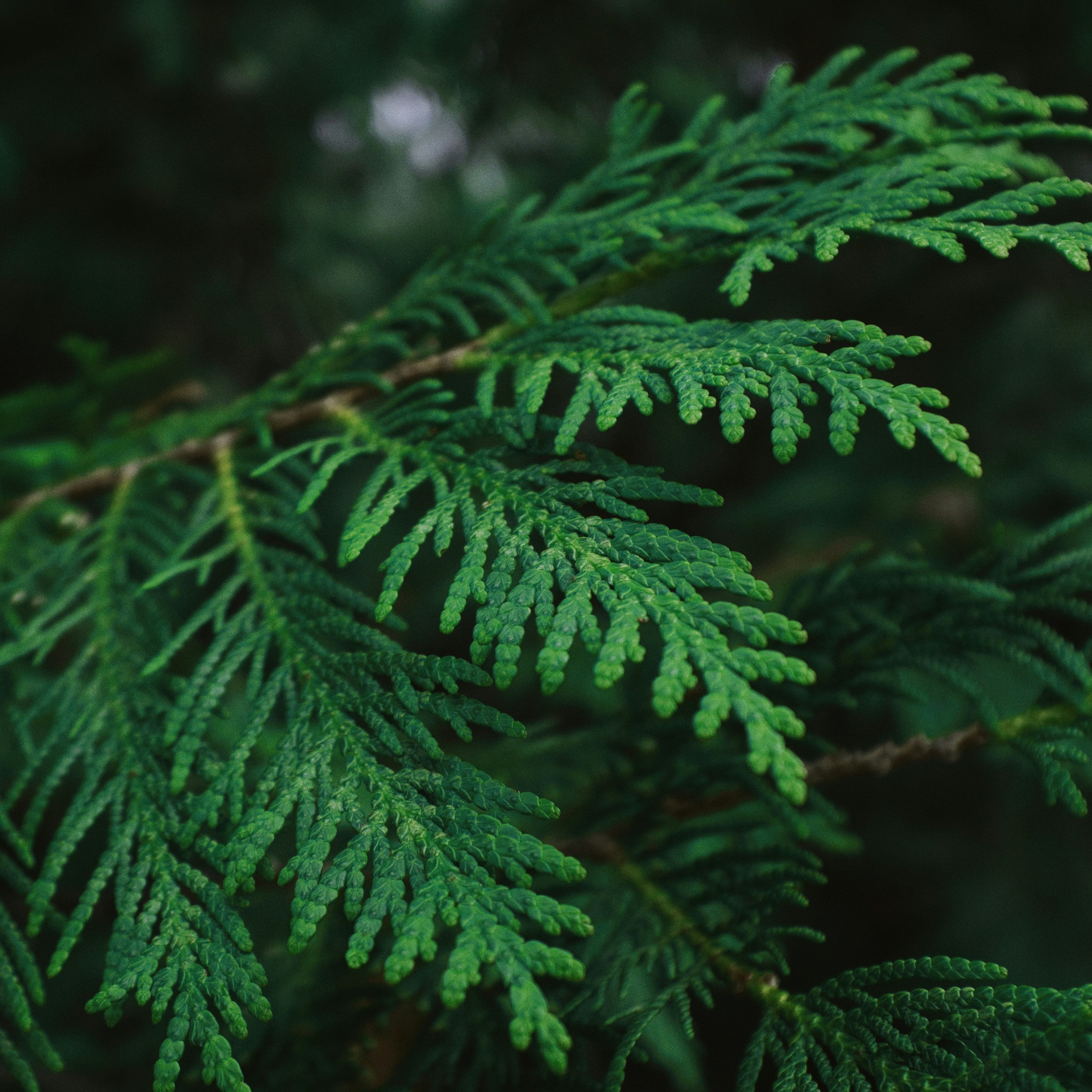Cedar and White Oak Wax Melt