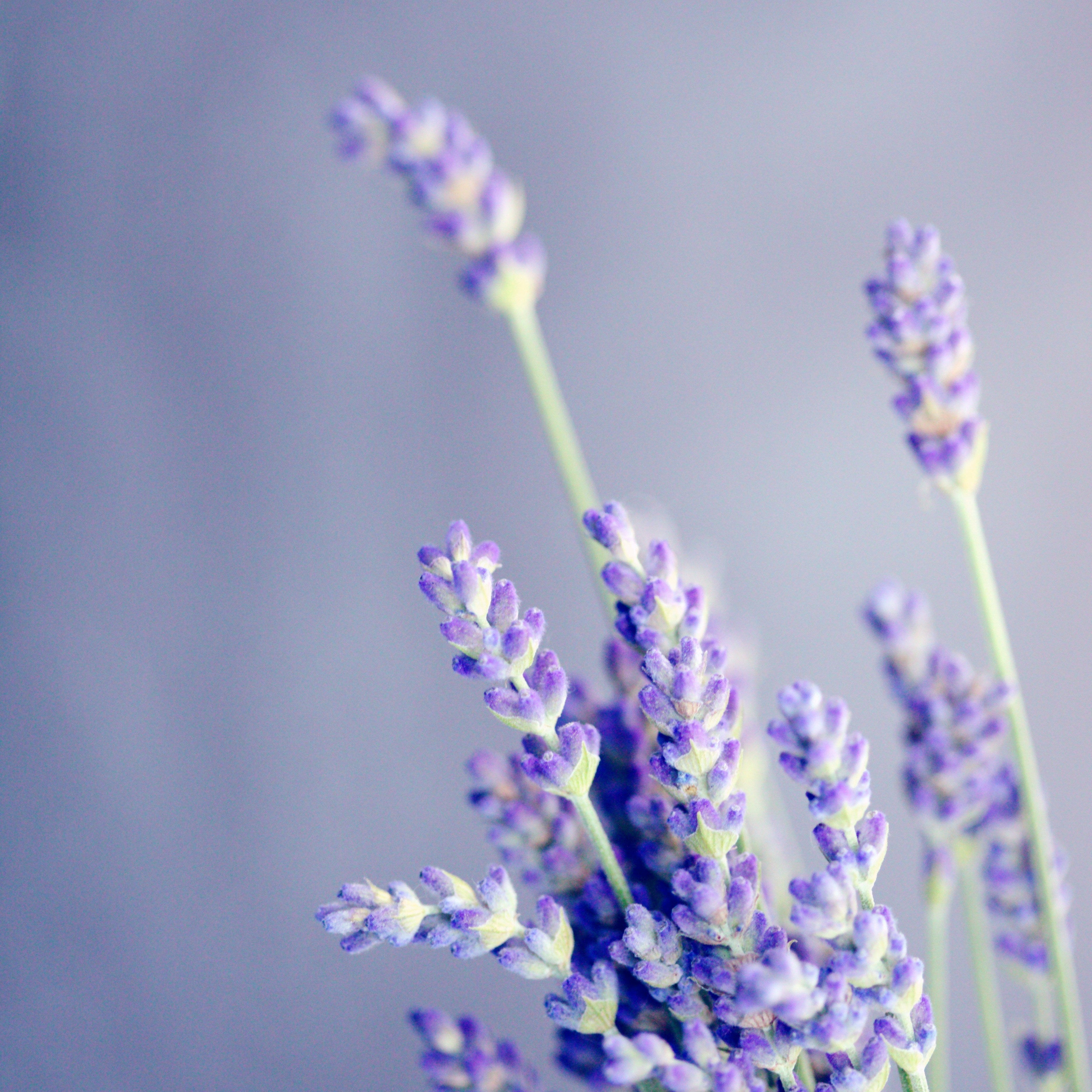 Lavender Clouds Candle