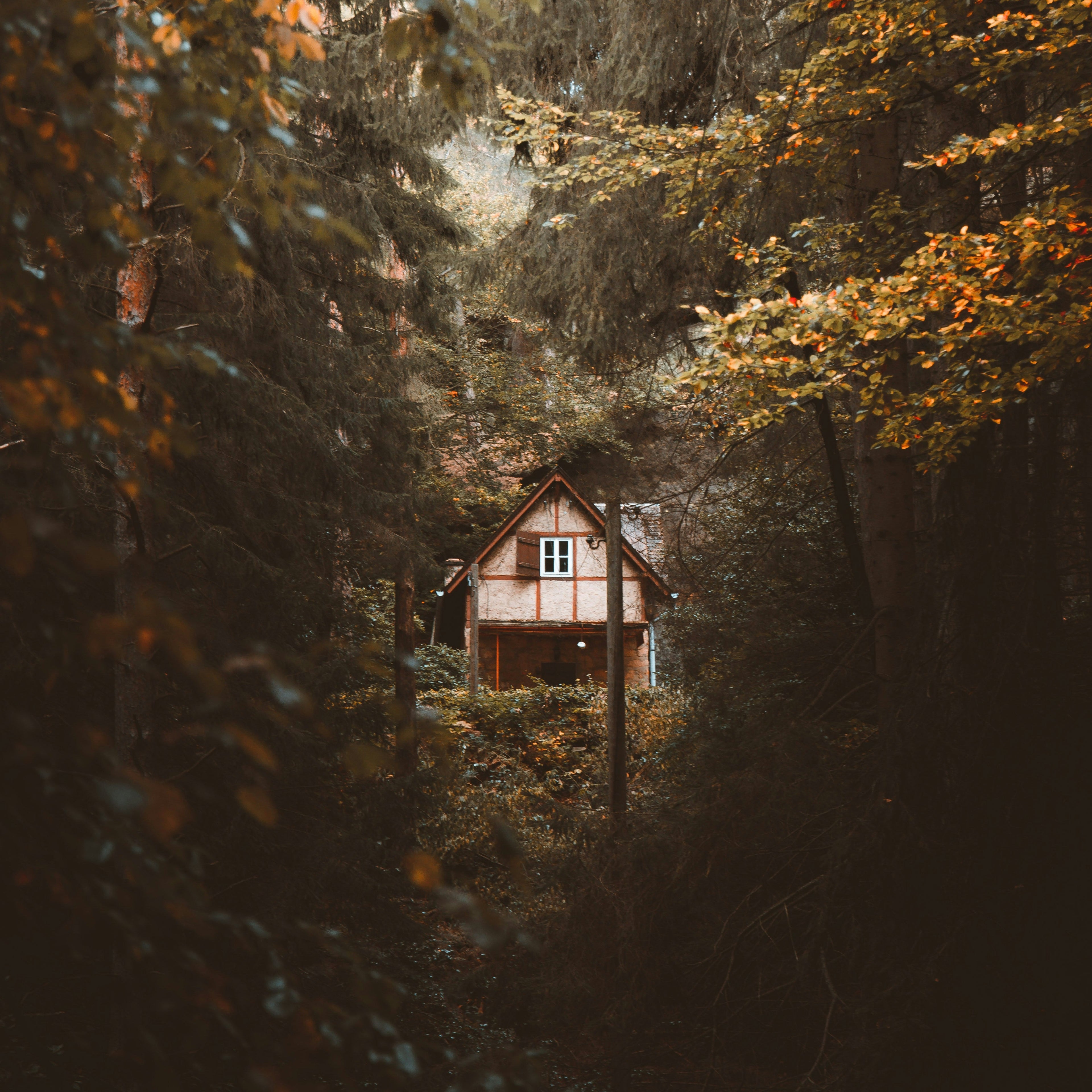 Cedar and White Oak Wax Melt
