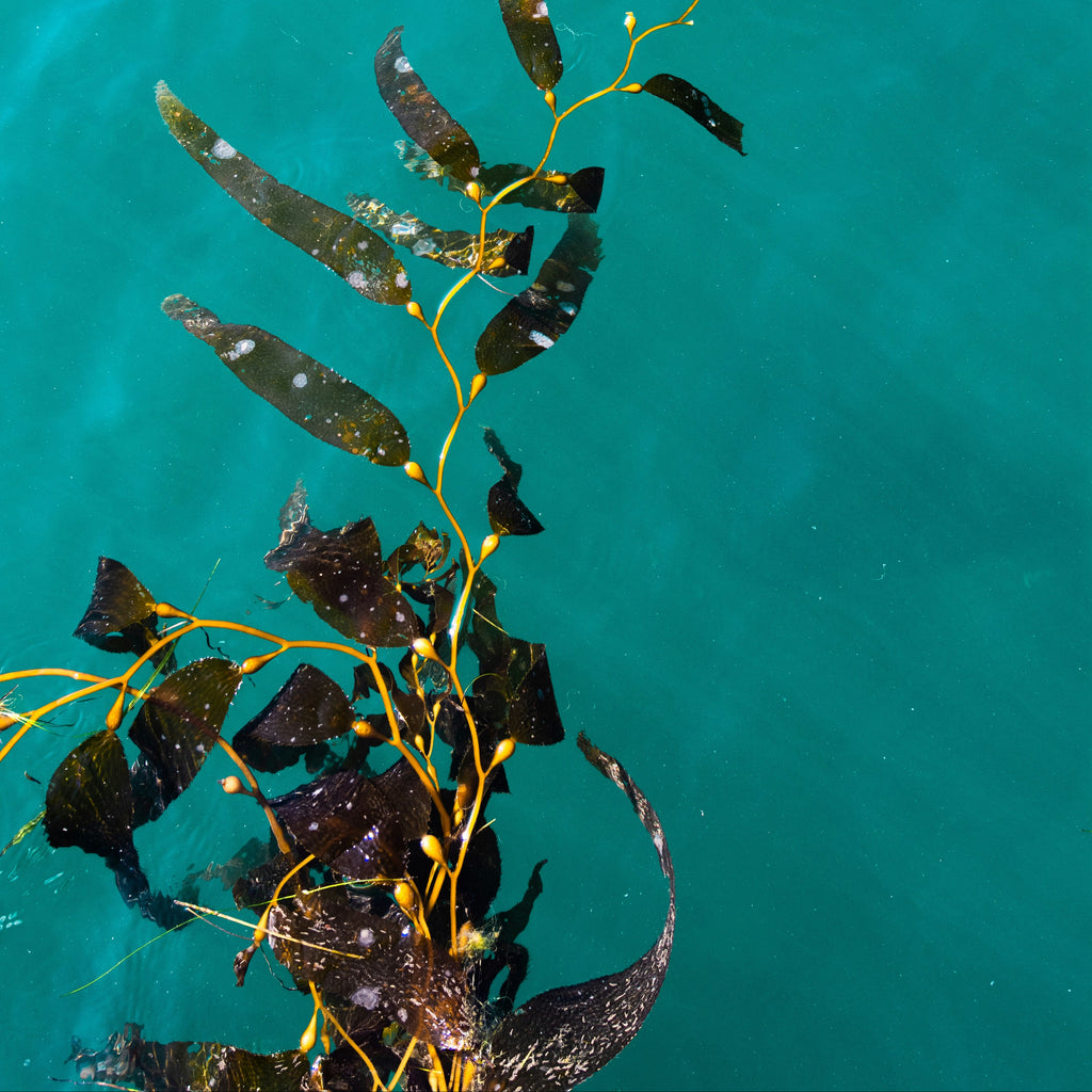 Eucalyptus Kelp Candle