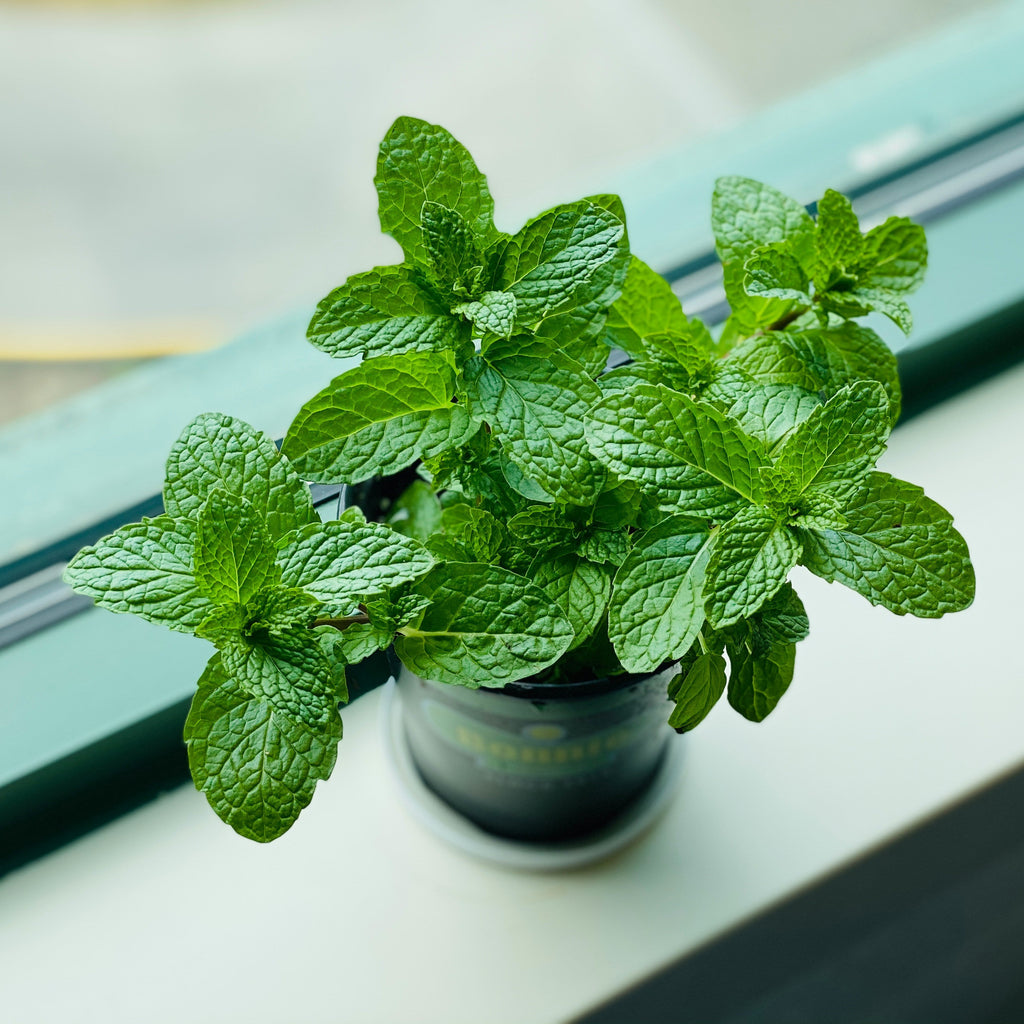 Cucumber Mint Candle