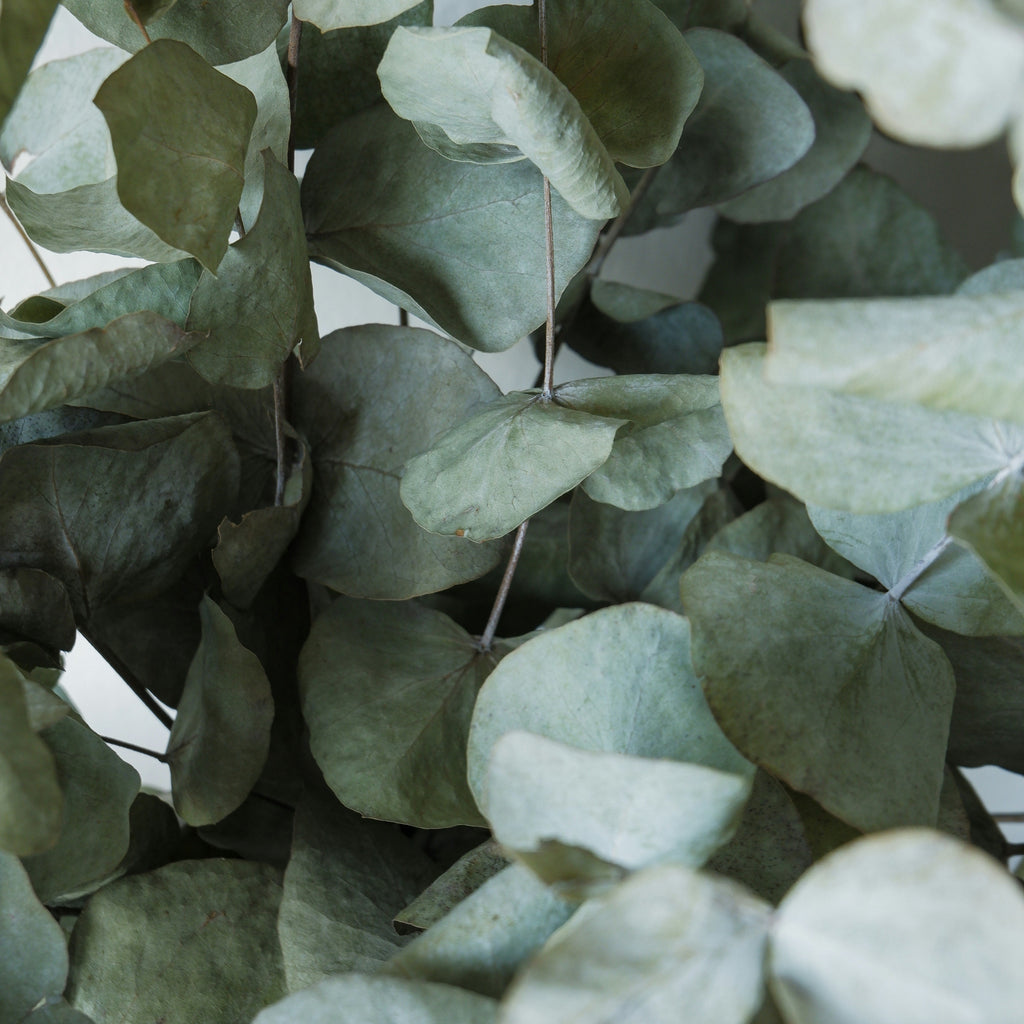 Eucalyptus Kelp Candle