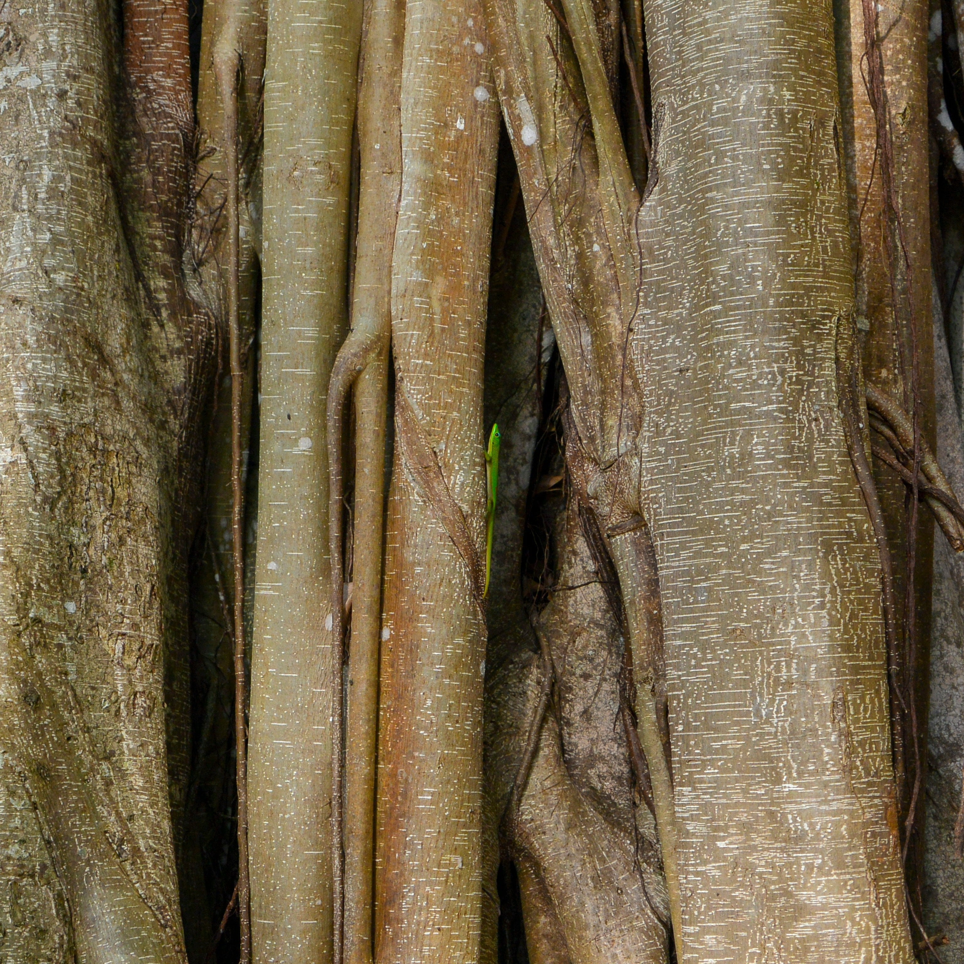 Mahogany Teakwood Wax Melt