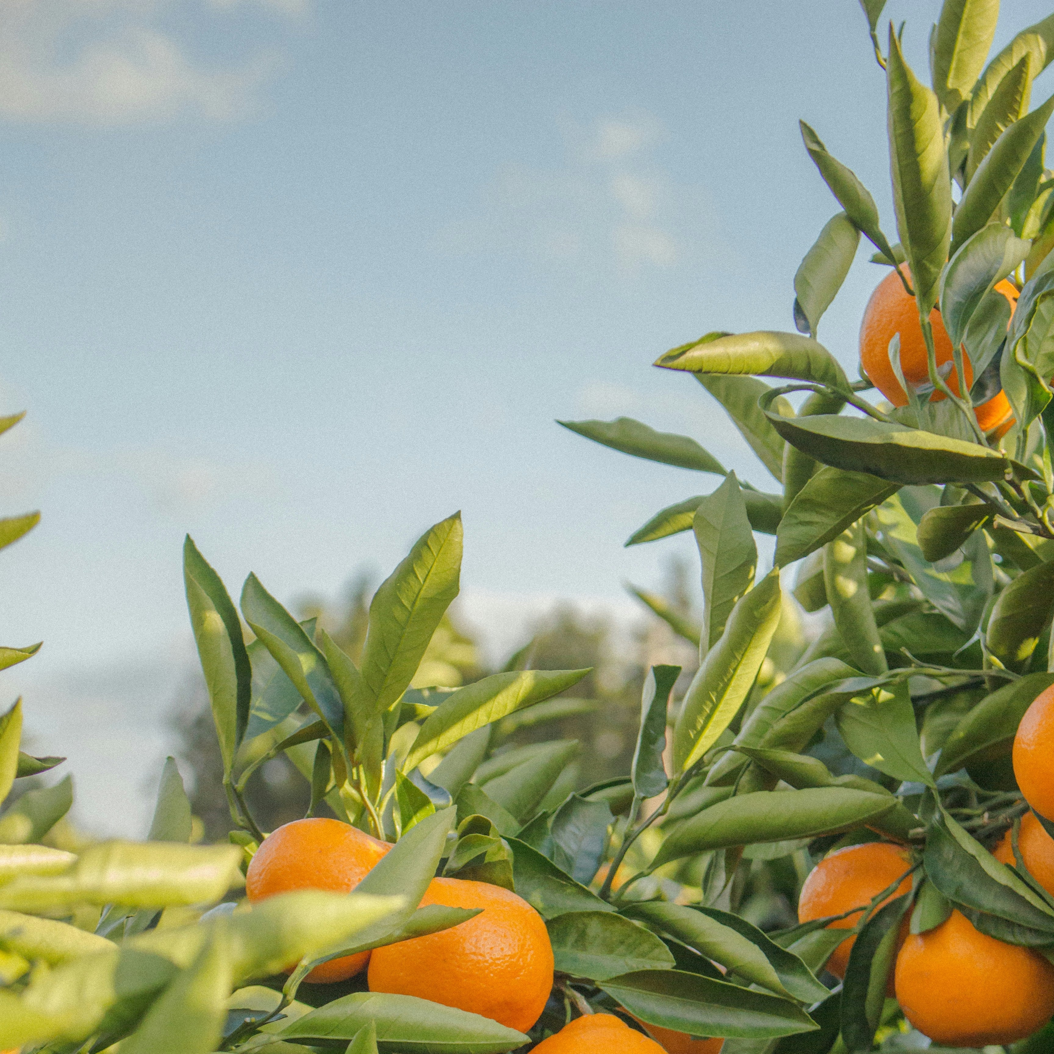 Tangy Tangerine Candle