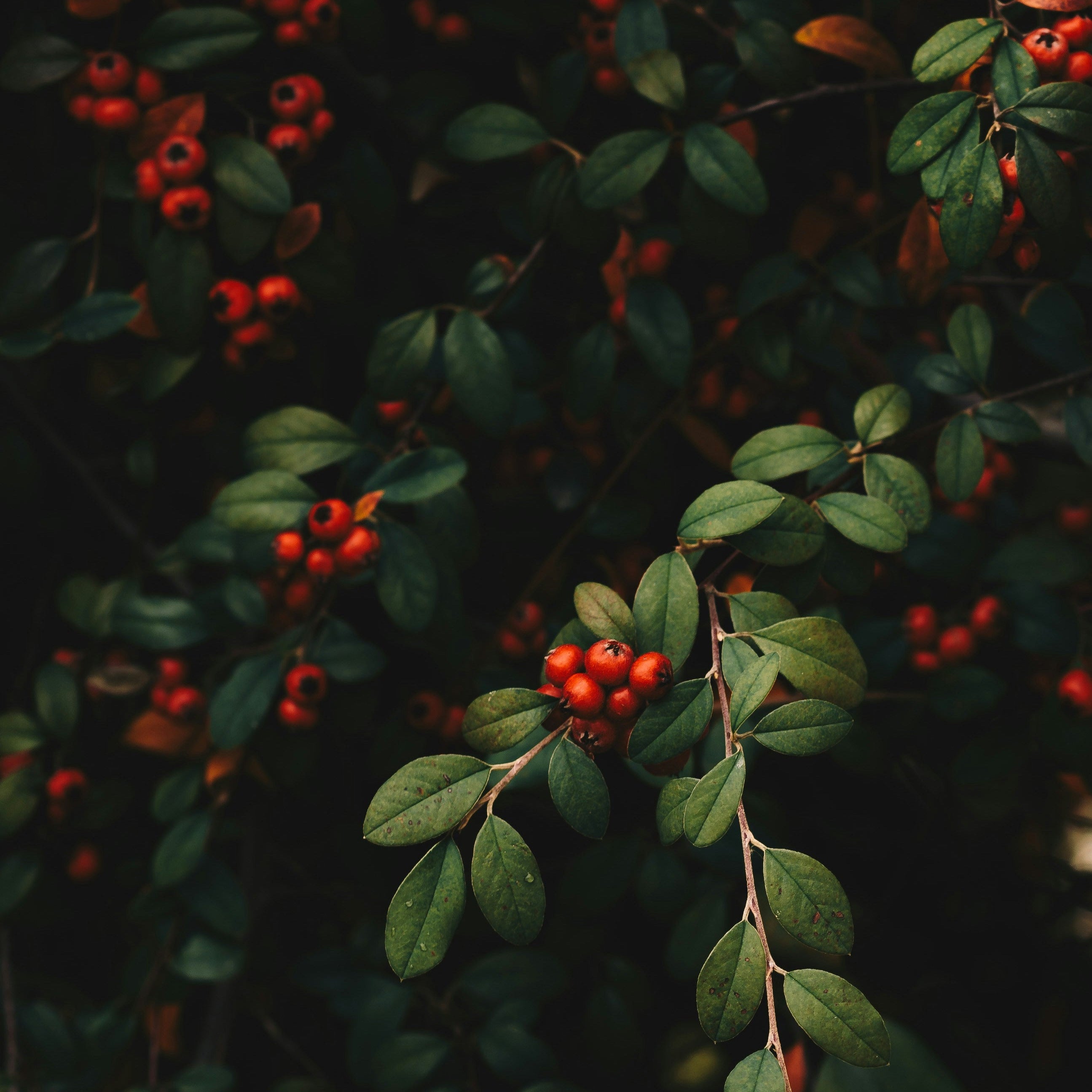 Cranberry Orange Candle