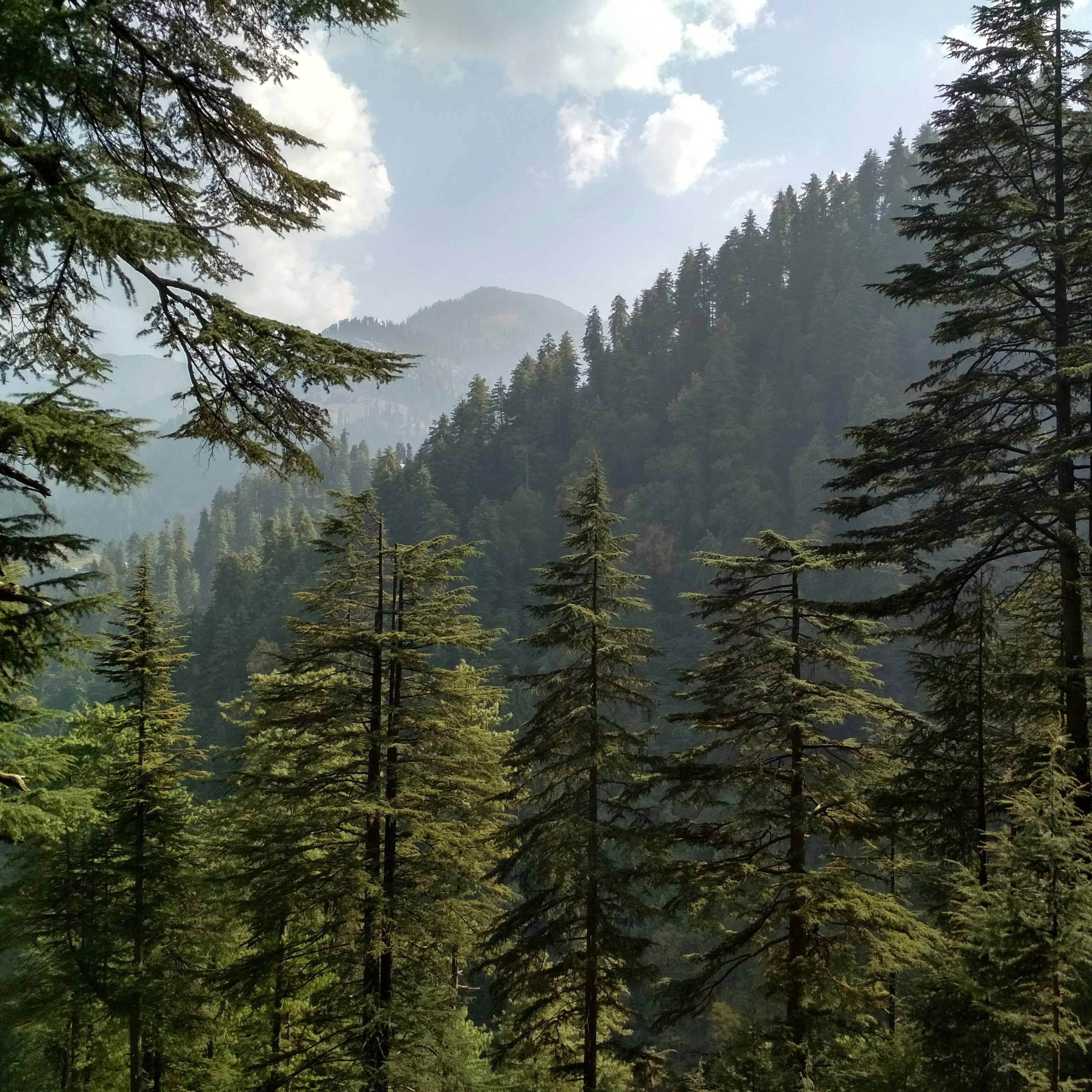 Frosted Moss and Sage Candle