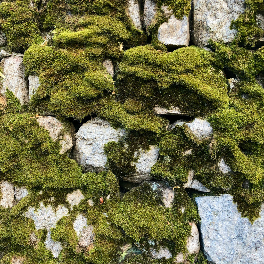 Frosted Moss and Sage Car Diffuser